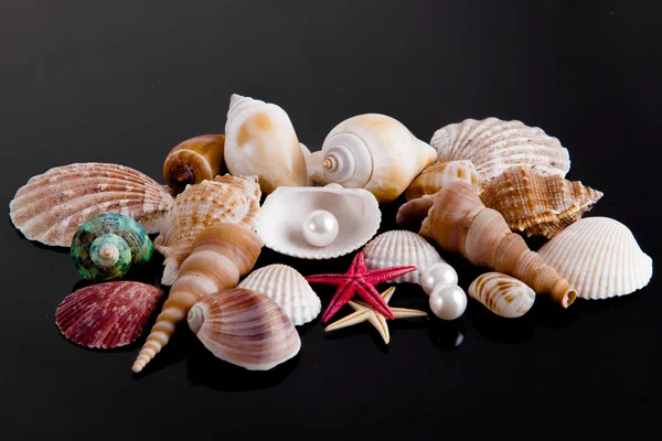 The exotic sea shell . treasure from the sea on black  backgroun — Stock Photo, Image