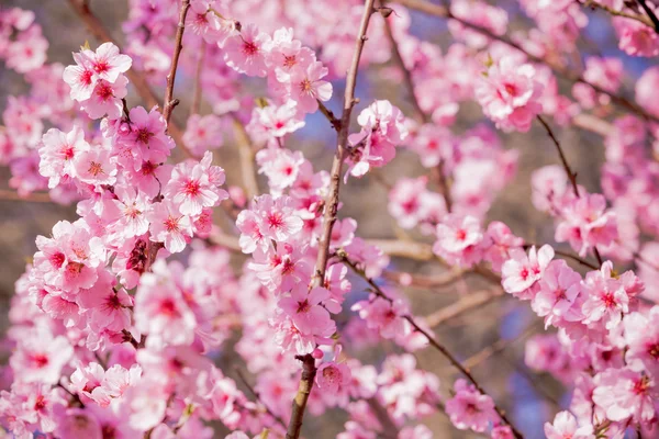Cseresznyevirág, sakura virág — Stock Fotó