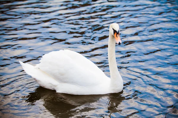 Edelschwan. weißer Schwan im blauen Wasser — Stockfoto