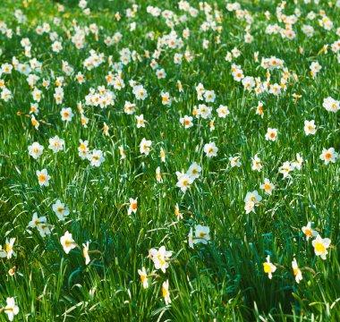 Nergis çiçek ya da nergis