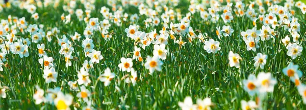 Yellow daffodils — Stock Photo, Image