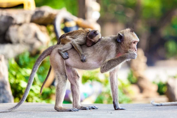 Familia de monos — Foto de Stock