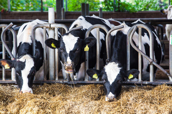 cows in a farm. Dairy cows in a farm. 