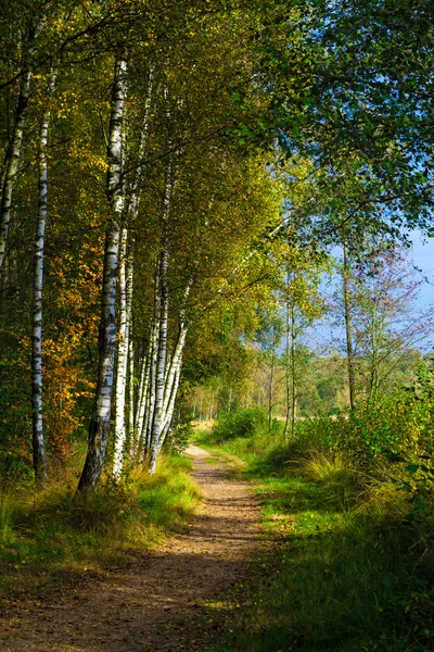 Boslandschap. mooi landschap — Stockfoto