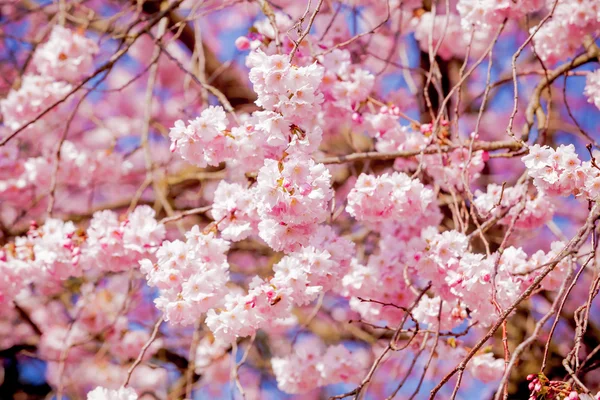 Κεράσι ανθίσει, sakura λουλούδι — Φωτογραφία Αρχείου
