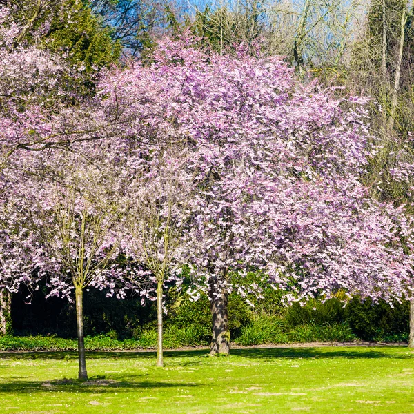 Kwiaty Sakura kwitną. Piękny różowy kwiat wiśni — Zdjęcie stockowe