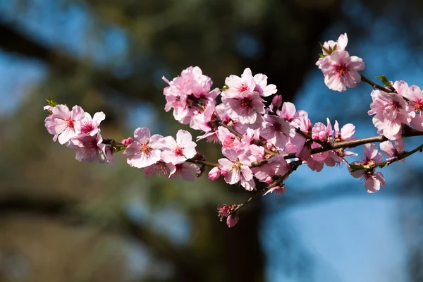 Třešňový květ, květy sakura — Stock fotografie