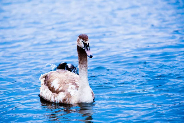 Cisne jovem . — Fotografia de Stock