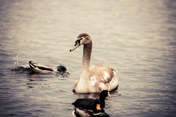 Jonge swan. Portret van een jonge zwaan — Stockfoto