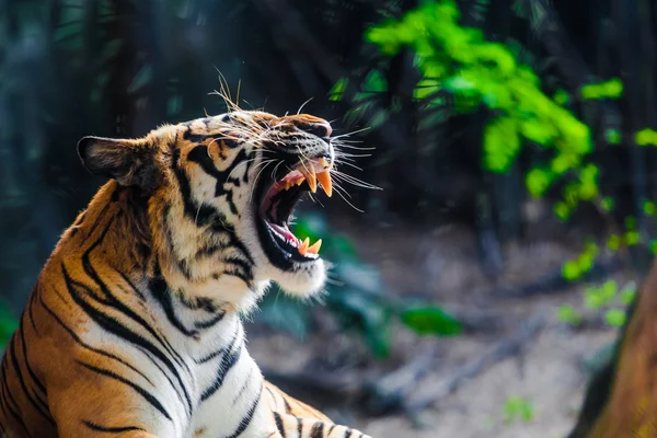Grande tigre — Fotografia de Stock