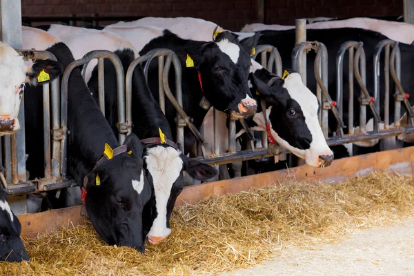 농장에 있는 소들. 농장에서 사육하는 젖소. — 스톡 사진