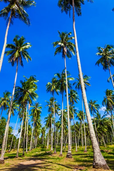 Palm trees against blue sky — Stock Photo, Image