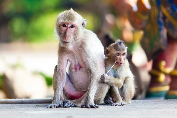 Monkey family — Stock Photo, Image