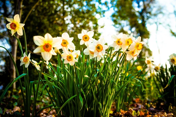 Narcissus flowers. — Stock Photo, Image