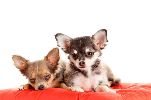 Zwei kleine Chihuahua-Welpen. Chihuahua-Hund auf rotem Kopfkissen — Stockfoto