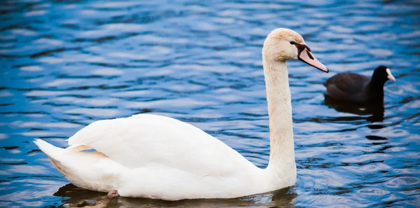 Cisne nobre. Cisne branco em água azul — Fotografia de Stock