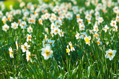 Nergis çiçek ya da nergis