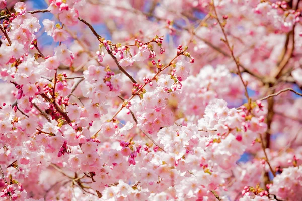 Cherry blossom, sakura blomma — Stockfoto