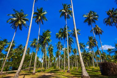 Mavi gökyüzüne karşı palmiye ağaçları