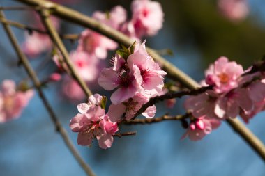 kiraz çiçeği, sakura çiçekler