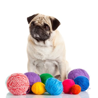 pug dog isolated on a white background  clipart