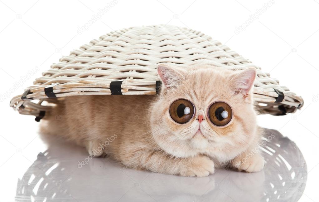 Egzotik Shorthair Kedi Egzotik Shorthair Kedi