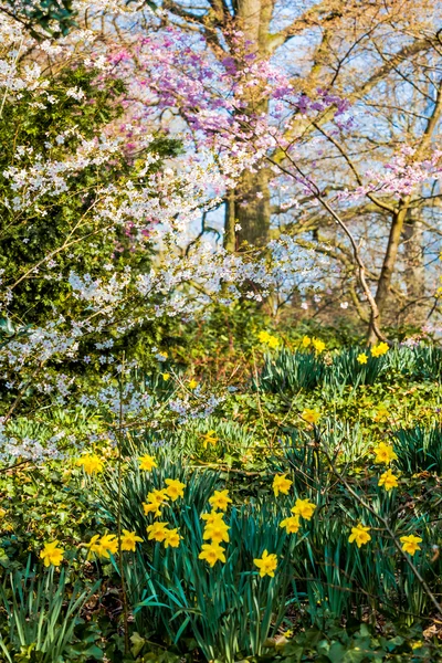 봄 배경 — 스톡 사진