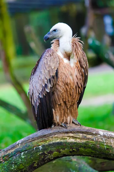 Eurasian griffon. vulture — Stok fotoğraf