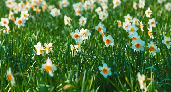Daffodil flor ou narciso — Fotografia de Stock