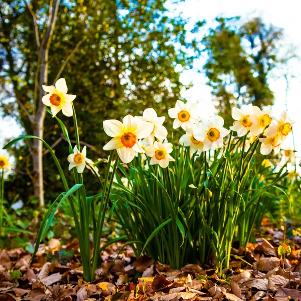 Narcissus flowers. — Stock Photo, Image