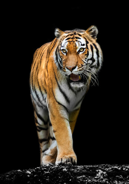Tiger on black background