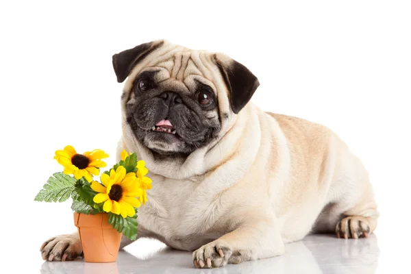 Pug Dog isolato su uno sfondo bianco — Foto Stock