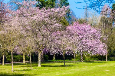 Sakura çiçekleri açıyor. Güzel pembe kiraz çiçeği 
