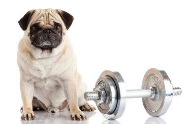 Pug Dog beyaz arkaplanda izole edildi 