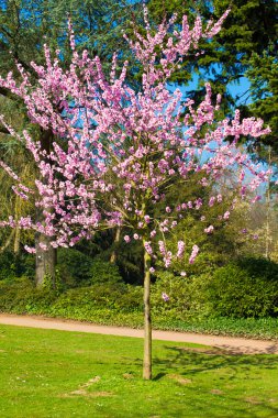 Sakura çiçekleri açıyor. Güzel pembe kiraz çiçeği 