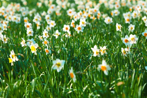 Žluté narcisy — Stock fotografie