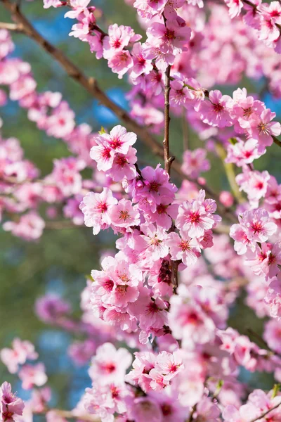 Florile Sakura înfloresc. Frumos roz cireșe floare — Fotografie, imagine de stoc