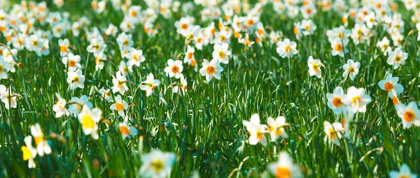 Daffodil flower or narcissus — Stock Photo, Image