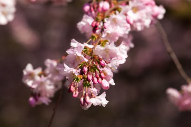 kiraz çiçeği, sakura çiçekler