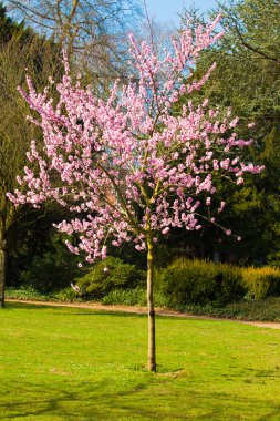 Sakura çiçekleri açıyor. Güzel pembe kiraz çiçeği 
