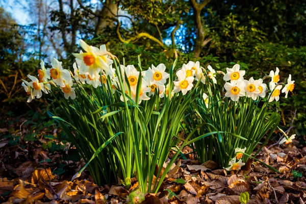 Narcissus flowers. — Stock Photo, Image