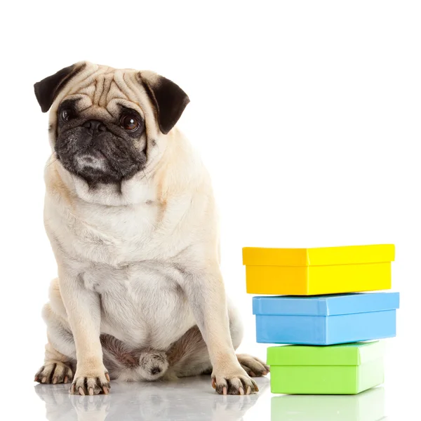 Pug dog isolated on a white background — Stock Photo, Image