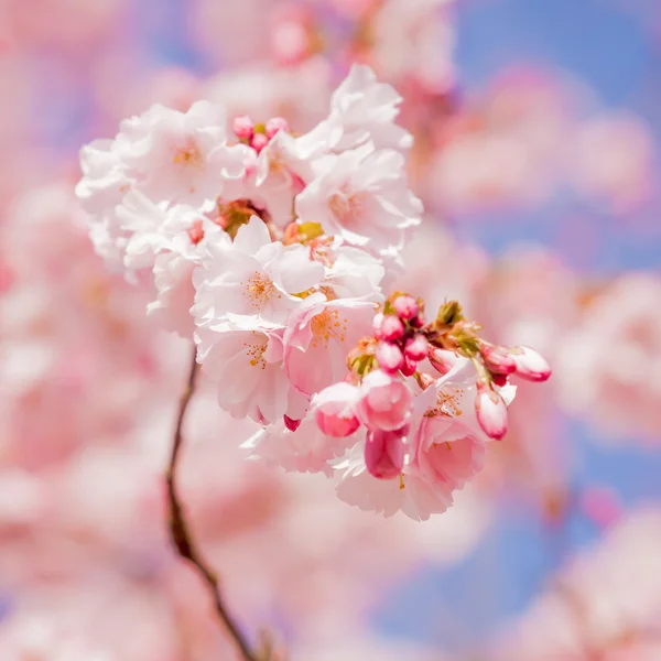 樱花，樱花花 — 图库照片