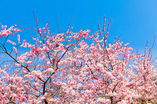 Fiori Sakura che sbocciano. Bello fiore di ciliegio rosa — Foto Stock