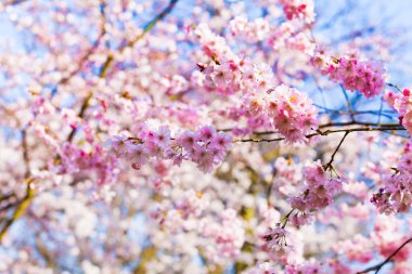 Sakura çiçekleri açıyor. Güzel pembe kiraz çiçeği 