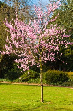 Sakura çiçekleri açıyor. Güzel pembe kiraz çiçeği 