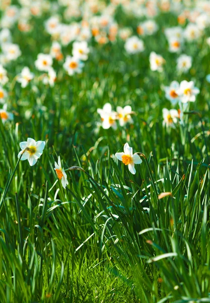 Daffodil flor ou narciso — Fotografia de Stock