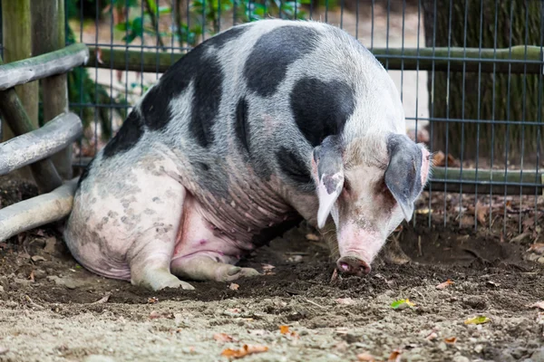 Big pig — Stock Photo, Image