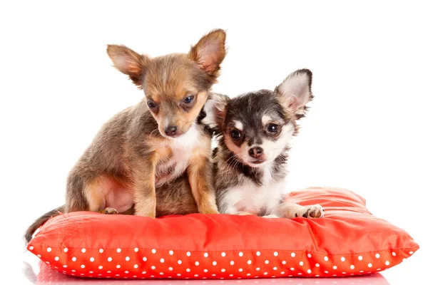 Twee kleine chihuahua puppies. Chihuahua hond op rode kussen isolat — Stockfoto