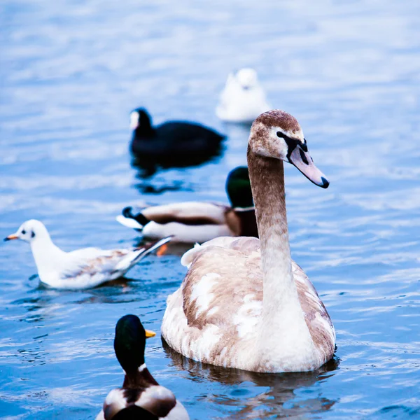 Jonge zwaan. — Stockfoto